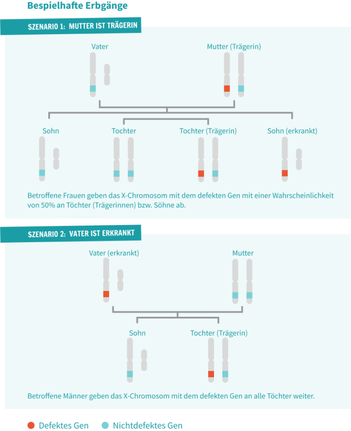 Die unterschiedlichen Erbgänge bei erkrankter Mutter oder erkranktem Vater